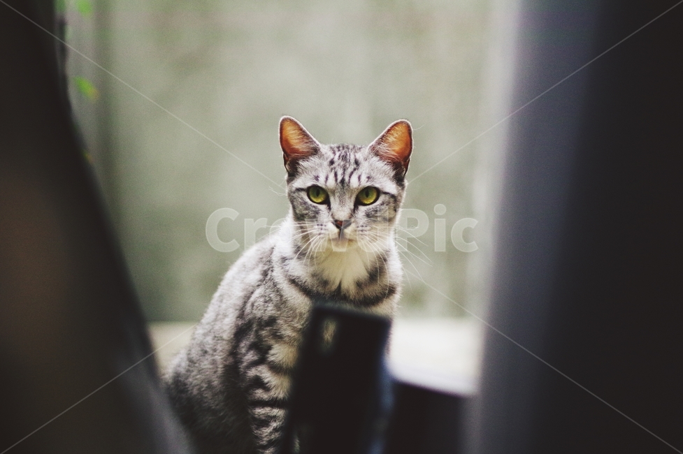 stray cat,cat,animal,Emotion
