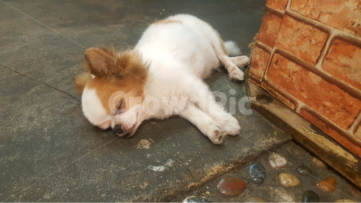 애견사진,반려견,졸음,귀여움,사랑스럼,동물,animal,포유류,mammal,개,강아지,dog,doggy