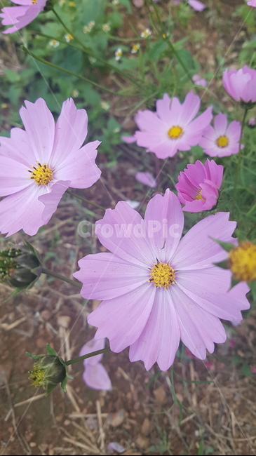꽃,들꽃,flower,wildflower,꽃잎,petal,floralleaf