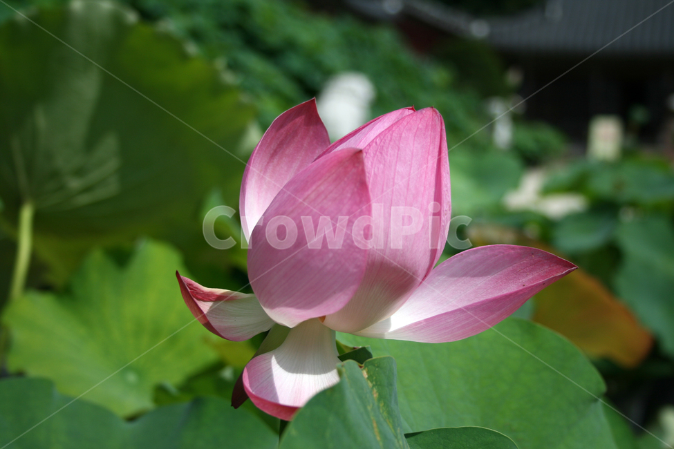 연꽃,식물,flower,plants,nature,꽃,연잎,식물,자연,plants,nature,꽃,flower