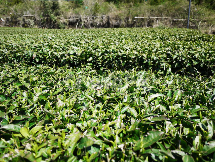 greentea,녹차,green,leaf,leaves,field,녹차밭,closeup,nature,natural,spring,fresh