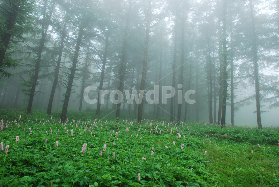 숲,안개,강원도,태백,범꼬리,자연,풍경,nature,landscape,outdoors,옥외,field,들,grassland,목초지