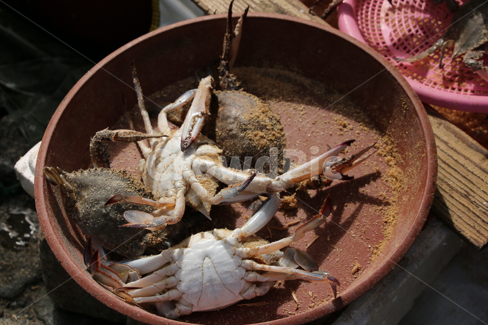 꽃게,게,자갈치시장,전통시장,해산물,seafood,해물,음식,요리,해양생물,음식,식재료,요리,food,cook,meal,dishes,food reserves,수산물,해산물,fishery products,seafood