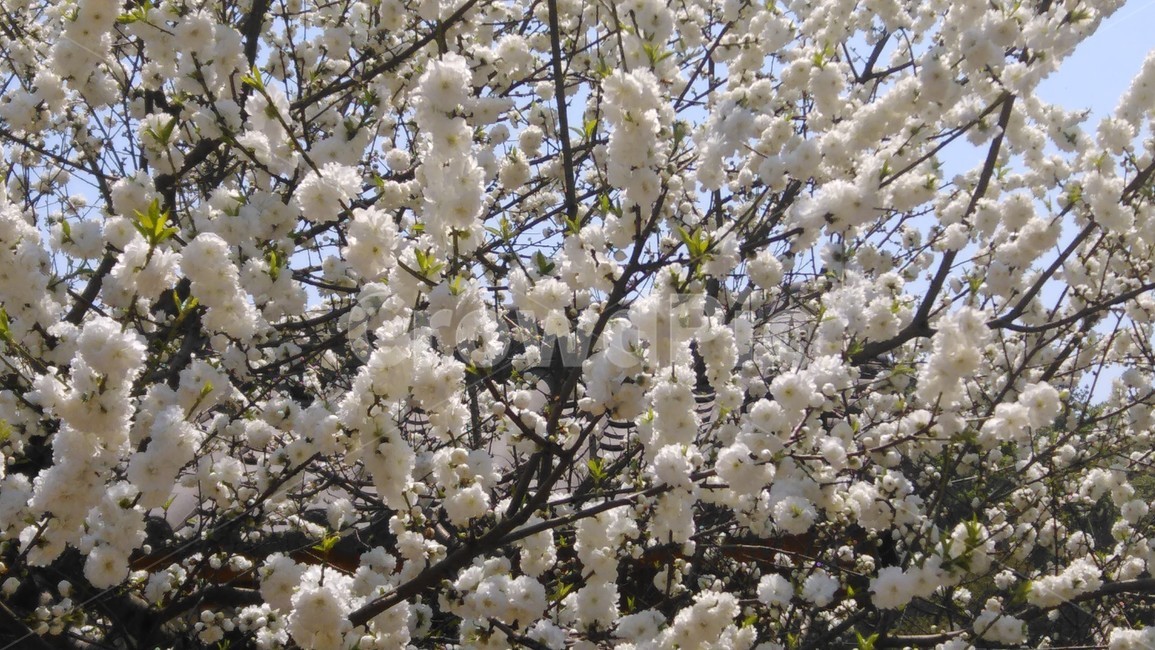 꽃,배꽃,꽃나무,식물,하얀꽃,flower,식물,자연,plants,nature,꽃,flower