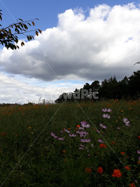 가을,코스모스,드림파크,황화코스모스,하늘,식물,자연,plants,nature,꽃,flower
