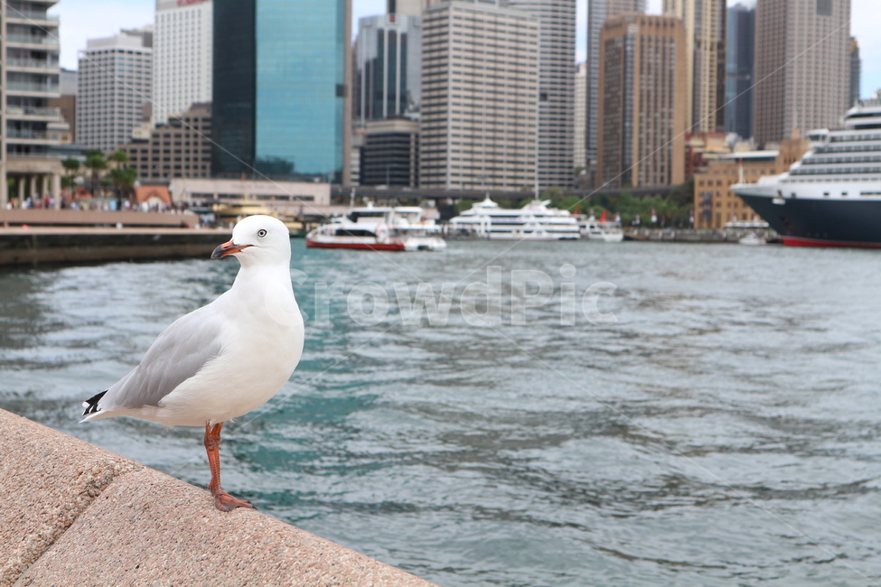 갈매기,감성,새,호주,시드니,자연,살찐갈매기,휴식,seagull,bird,nature,city,rest,동물,animal,조류,새,birds