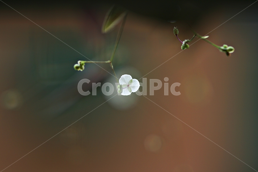 꽃,봄,자연,식물,플라워,공원,식물,자연,plants,nature,꽃,flower