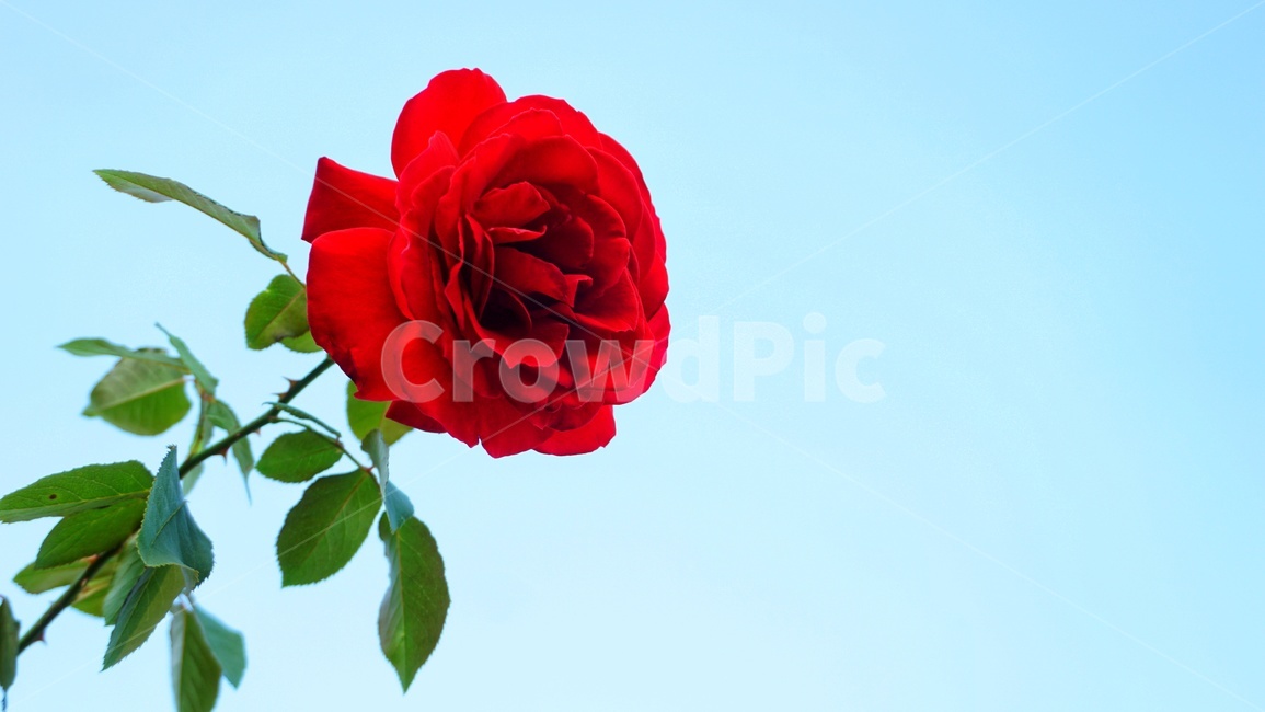 flower,rose,blossom,plant,꽃,장미,식물,하늘,가시,화려함,고독,아름다운,화려한,생기있는,빨강,red,solo,화원,화훼,원예,빨간꽃,redflower,빨간장미,redrose,식물,자연,plants,nature,꽃,flower