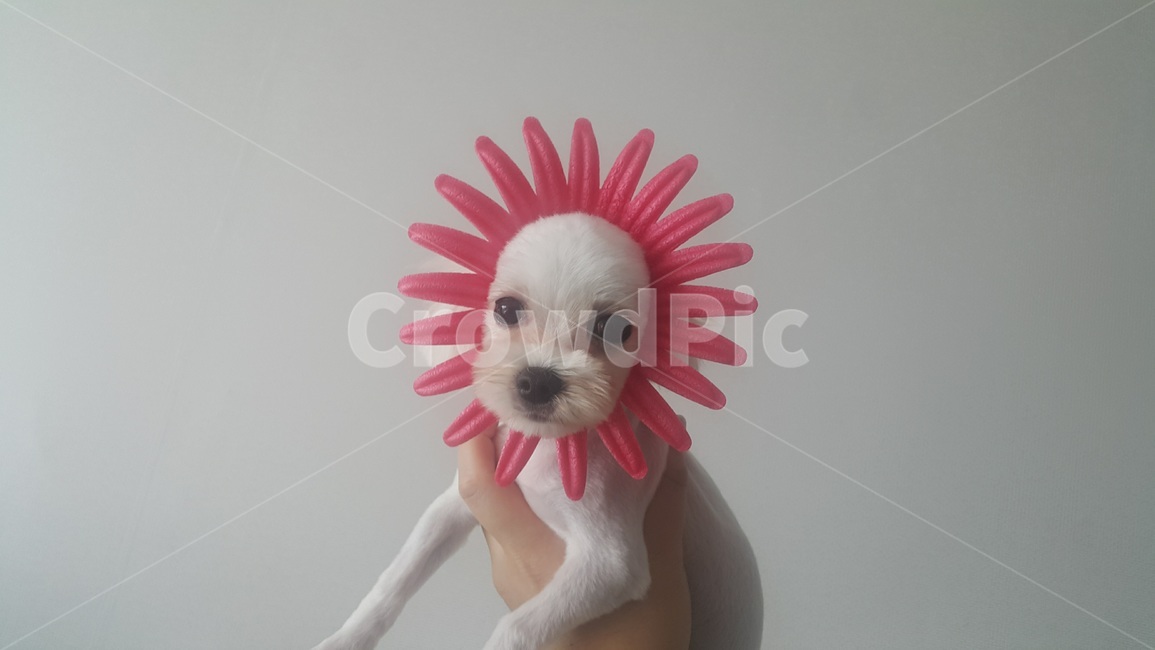 말티즈,말티스,애완견,흰강아지,강아지,마르티즈,개,작은강아지,동물,dog,pet,maltese