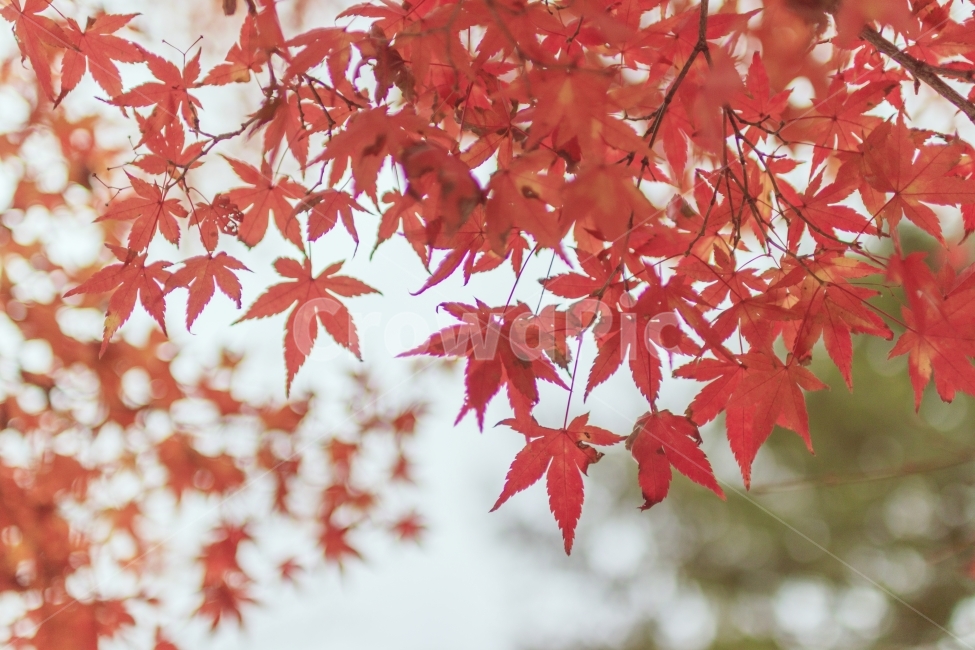 단풍,단풍잎,풍경,가을,maple,자연,가을,계절,fall,autumn,season,식물,자연,plants,nature,감성,sensible,feeling,leaf,잎,plant,tree,나무