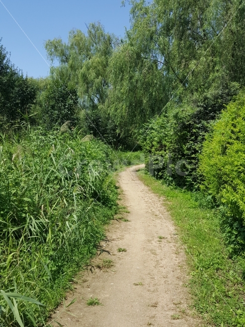 길,나무,풀,자연,녹색,자연,풍경,nature,landscape,gravel,자갈,dirt road,흙길,road,도로