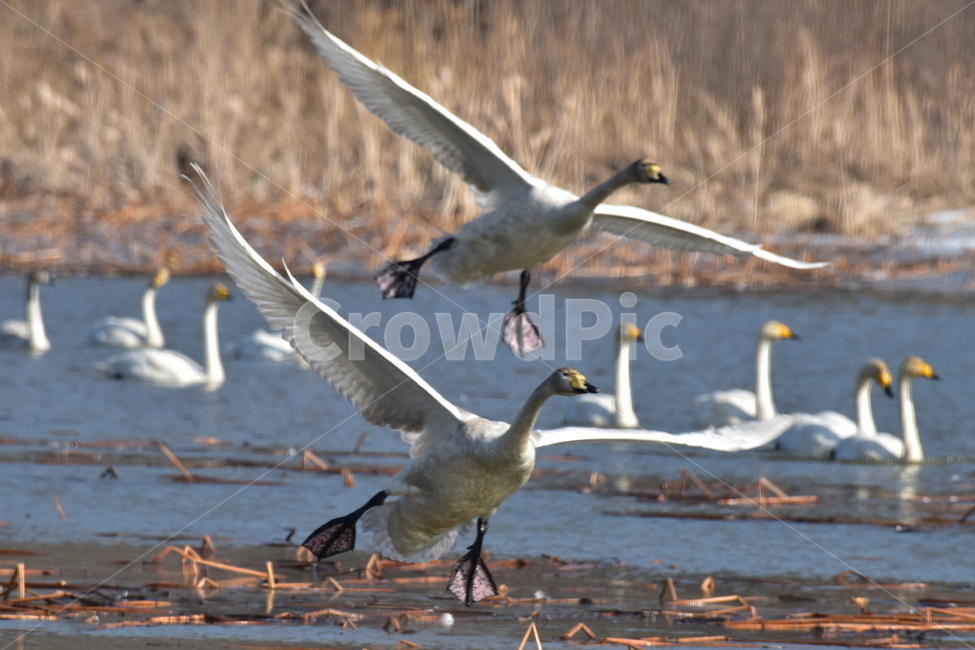 고니,tundraswan,겨울철새,보호새,야생조류,백조,swan,대형물새,오리과,천아,큰고니,동물,animal,조류,새,birds