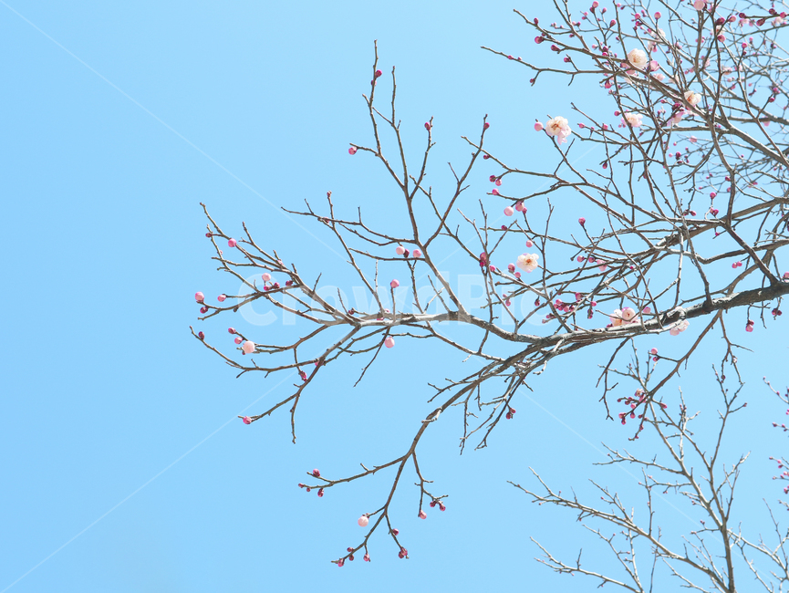 벚꽃,벚꽃나무,나무,나뭇가지,새싹,꽃봉우리,꽃망울,하늘,꽃,봄꽃,풍경,자연,cherryblossom
