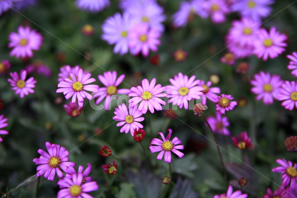 봄꽃,꽃,아름다움,봄소식,식물,클로즈업,식물,자연,plants,nature,꽃,flower