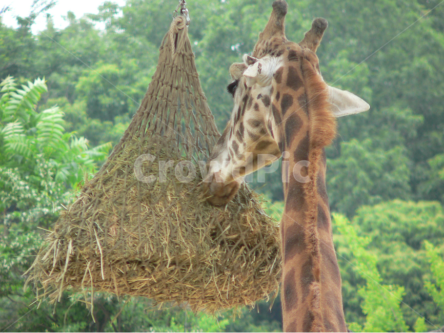 동물,포유류,기린,zoo,목,동물,animal,포유류,mammal