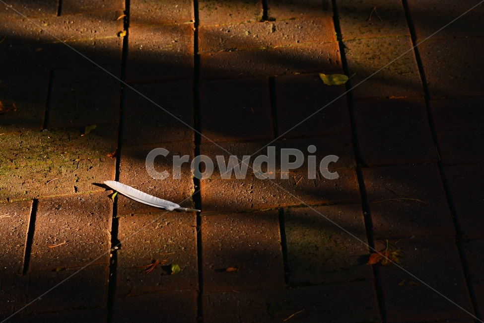 깃털,명암,그림자,감성,느낌,분위기,feeling,sensibility,shadow,light,feather,갈색,브라운,생각,감정,사색,산책,의미,새,벽돌,보도블럭,패턴,날개,감성,sensible,feeling