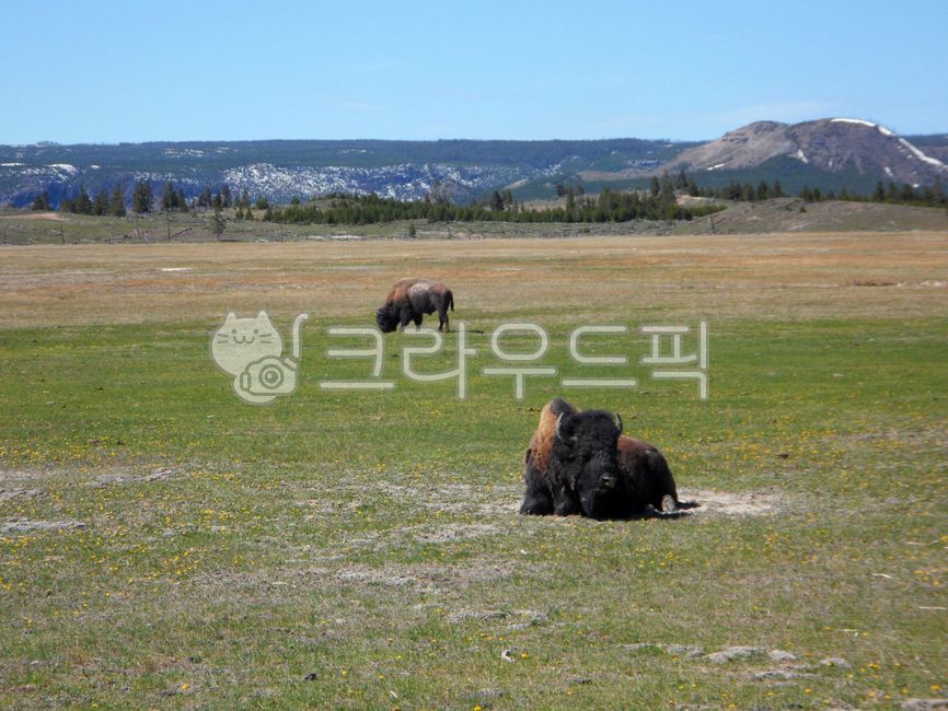 옐로우스톤,국립공원,버팔로,미국,와이오밍,유네스코,세계자연유산,세계유산,자연,옥외,물,풍경,경치,경관,yellowstone,nationalpark,buffalo,usa,wyoming,unesco,worldnaturalheritage,worldheritage,nature,outdoors,water,동물,animal,야생동물,wildlife