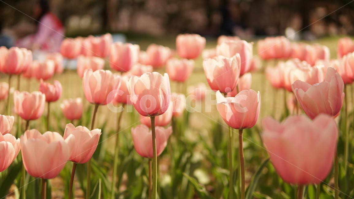 튤립,봄,꽃,계절,분홍색,봄,계절,spring,season,식물,자연,plants,nature,꽃,flower,plant,blossom