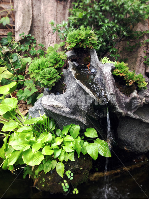 정원,정원수,고목,샘물,자연풍경,식물,자연,plants,nature