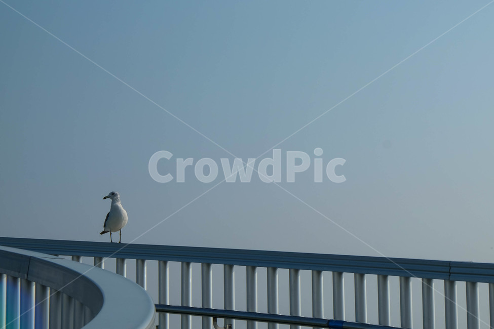 새,갈매기,동물,다리,난간,하늘,animal,seagull