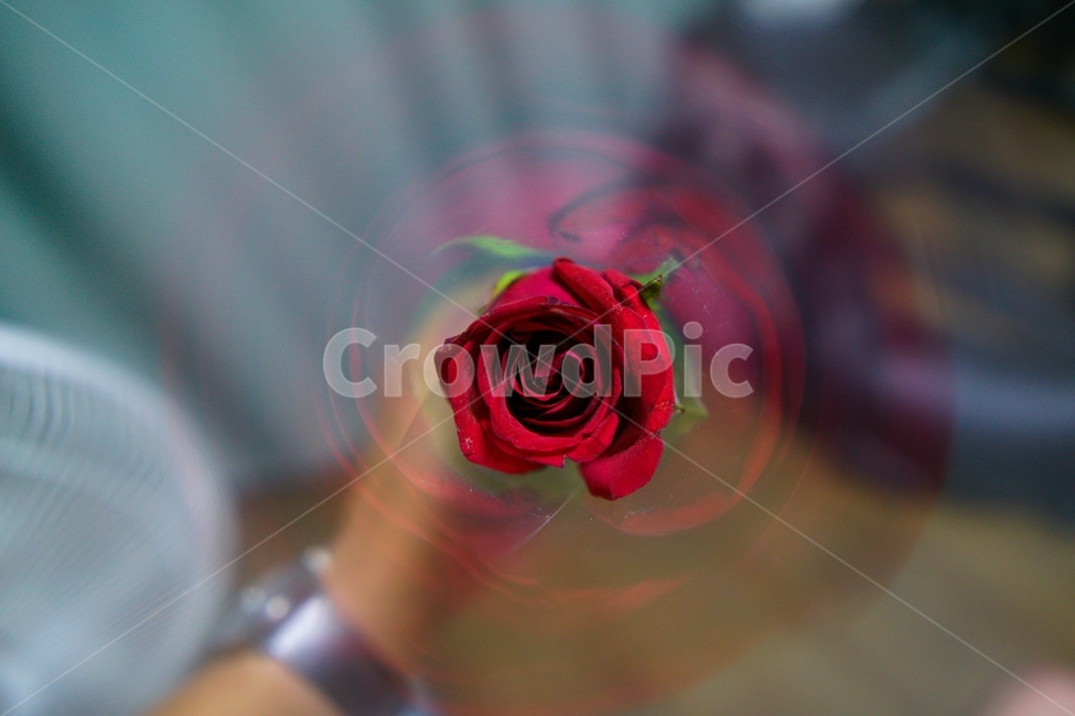 장미,선물,빨간꽃,꽃송이,꽃다발,rose,flower,plant,blossom