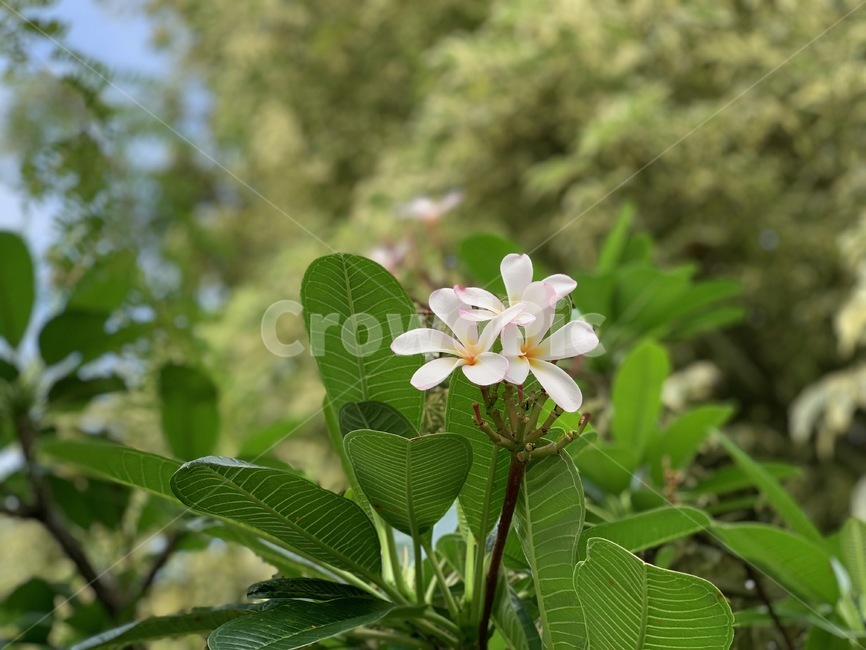 blossom,꽃,flower,식물,hawaii,hawaiiflower,plumeria,하와이꽃,하와이,maui,vacation,plant,식물,자연,plants,nature,꽃,flower