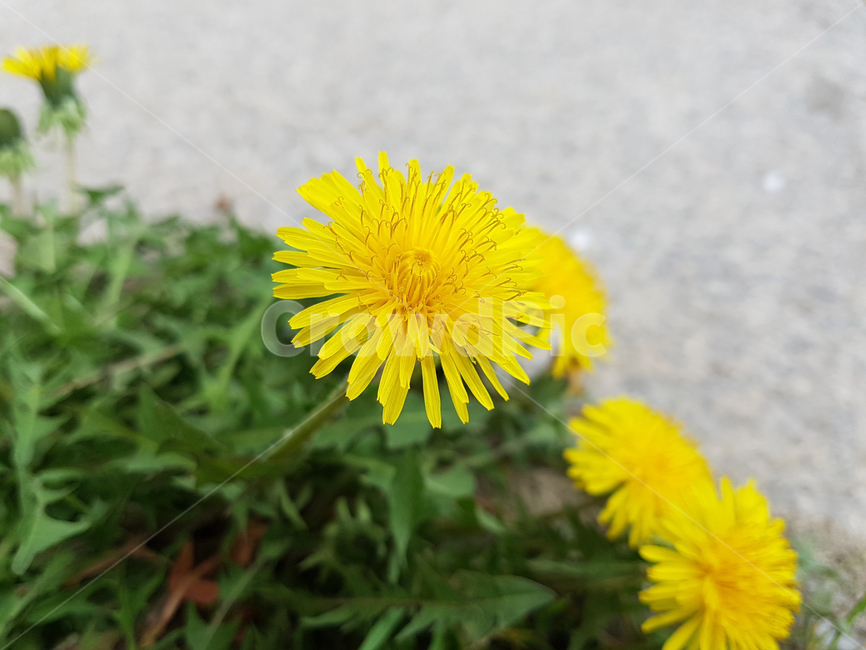 민들레,노란색,들꽃,봄,잡초,식물,자연,plants,nature,꽃,flower