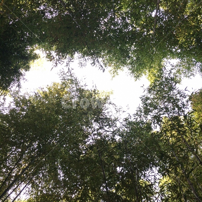 자연,나무,바람,하늘,싱그러움,푸른,나뭇잎,잎사귀,청량,여유