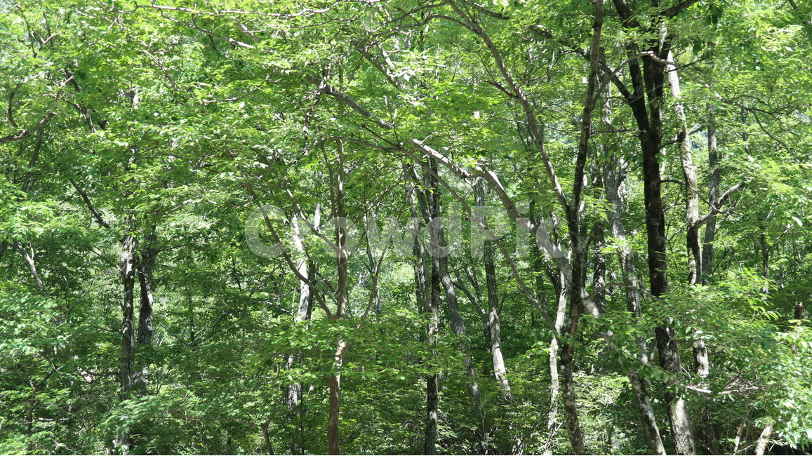 나무,식물,초목,삼림지,숲,자연,자연,풍경,nature,landscape,식물,plants,나무,trees,wood