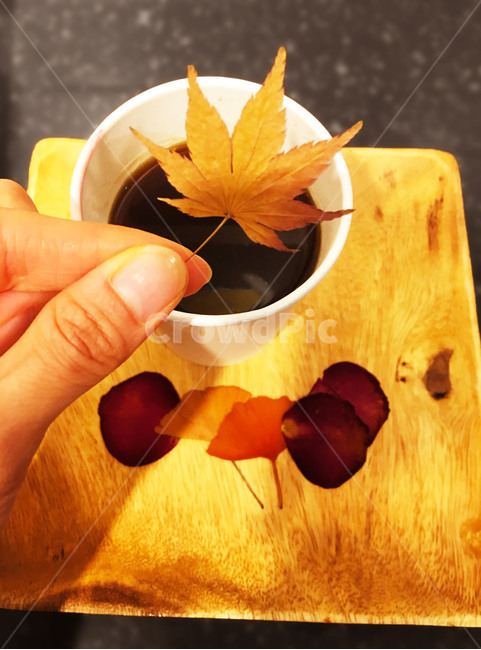 낙엽,나뭇입,단풍잎,은행잎,꽃잎,드라이플라워,가을잎,plant,식물,잎,leaf,꽃,blossom
