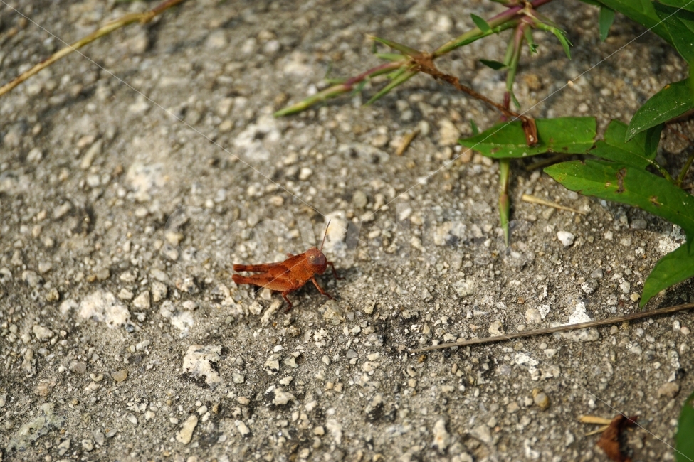 곤충,풀무치,메뚜기,동물,자연,insect,식물,이파리,잎사귀,벌레,nature,animal,여름,summer,계절,season,동물,animal,곤충,벌레,insect,bug