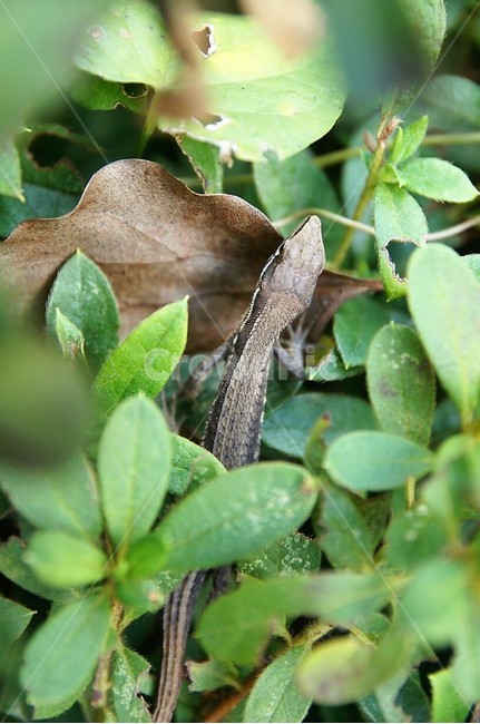 동물,도마뱀,자연,nature,animal,식물,초록,green,낙엽,파충류,동물,animal,파충류,양서류,reptile,amphibian