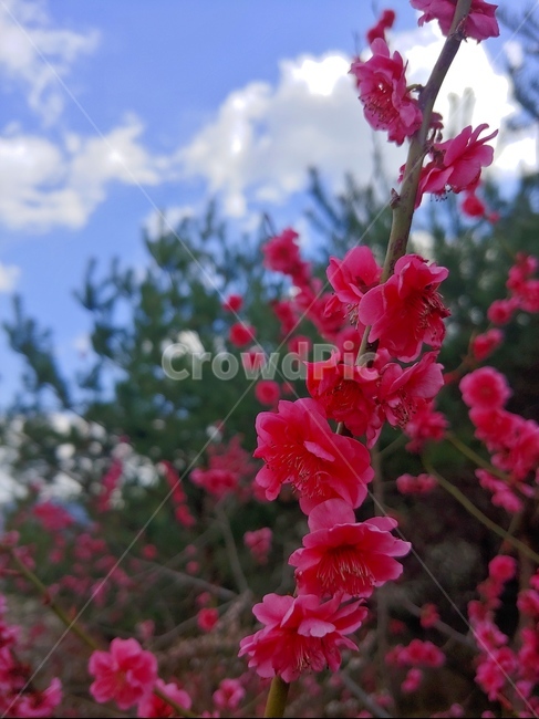 홍매화,빨강,나무,봄,화려함,식물,자연,plants,nature,꽃,flower
