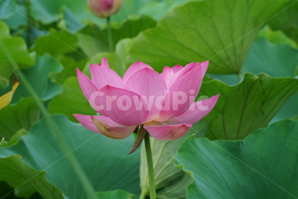 연꽃,련꽃,수초,식물,iotus,담수초,수중식물,수련과