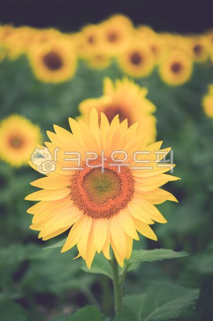 해바라기,sunflower,꽃,flower,식물,plant,blossom,식물,자연,plants,nature,꽃,flower