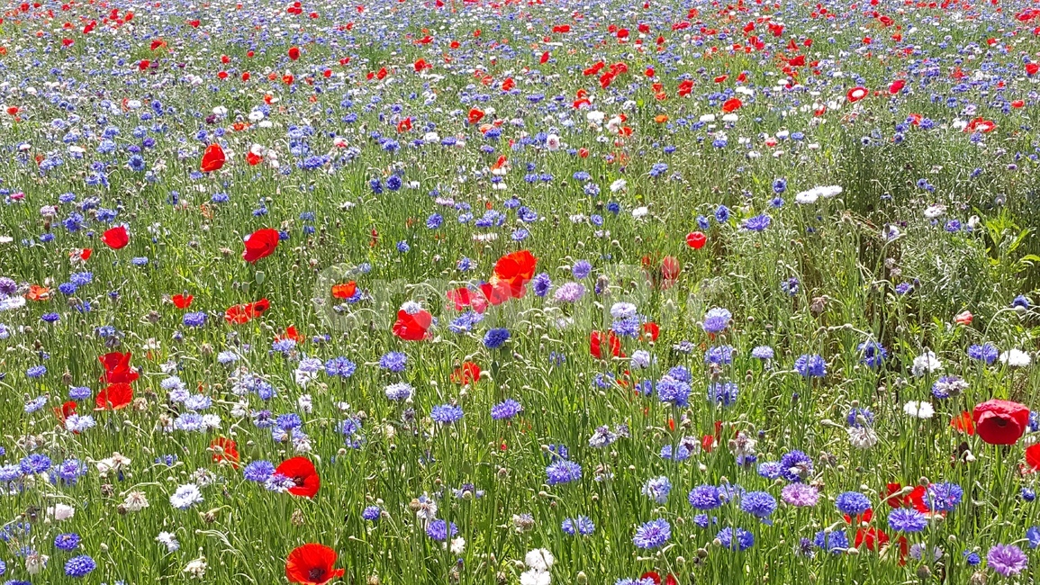 꽃,꽃밭,봄,flower,spring,식물,자연,plants,nature,꽃,flower