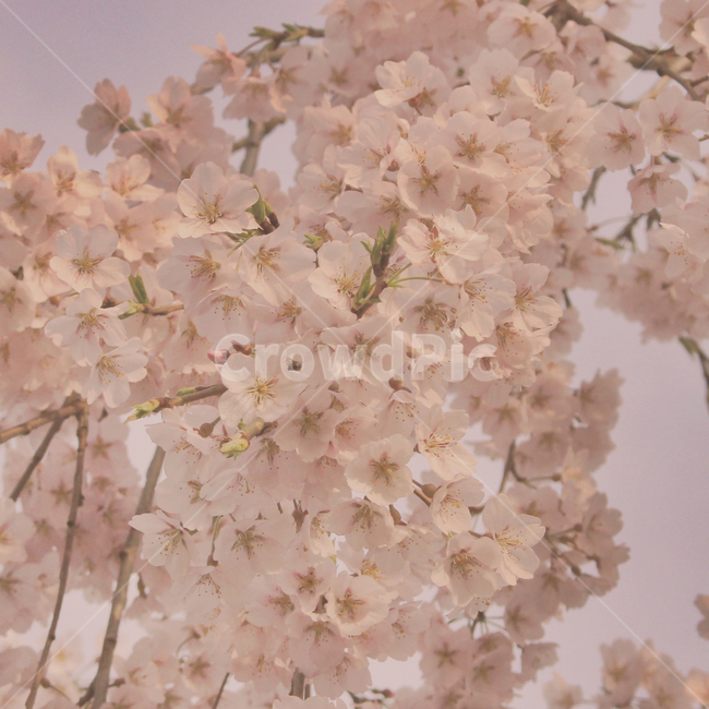 봄,벚꽃,자연,꽃,데이트,봄바람,벚꽃놀이,봄,계절,spring,season,식물,자연,plants,nature,꽃,flower,plant,blossom,cherry blossom