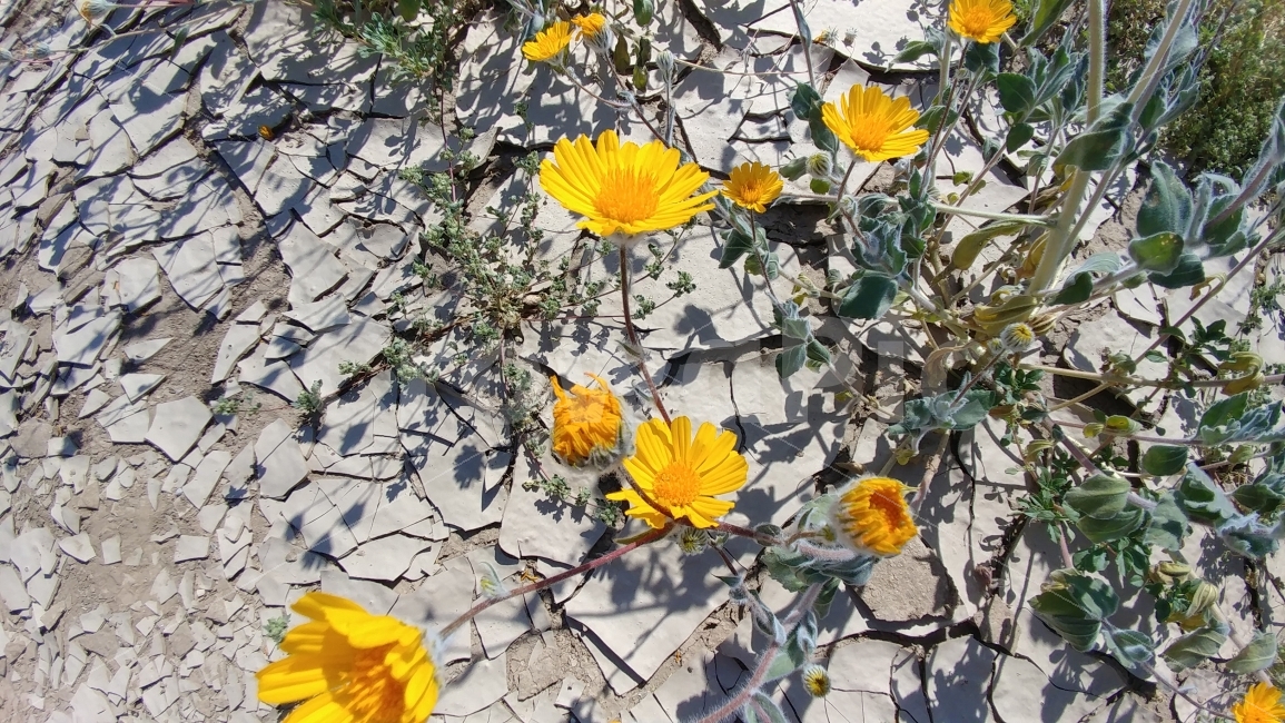 사막에피는꽃,야생화,노란꽃,남가주,가뭄,desert,wildflowerindesert,BorregoSprings,southernCalifornia,drought,식물,자연,plants,nature,꽃,flower