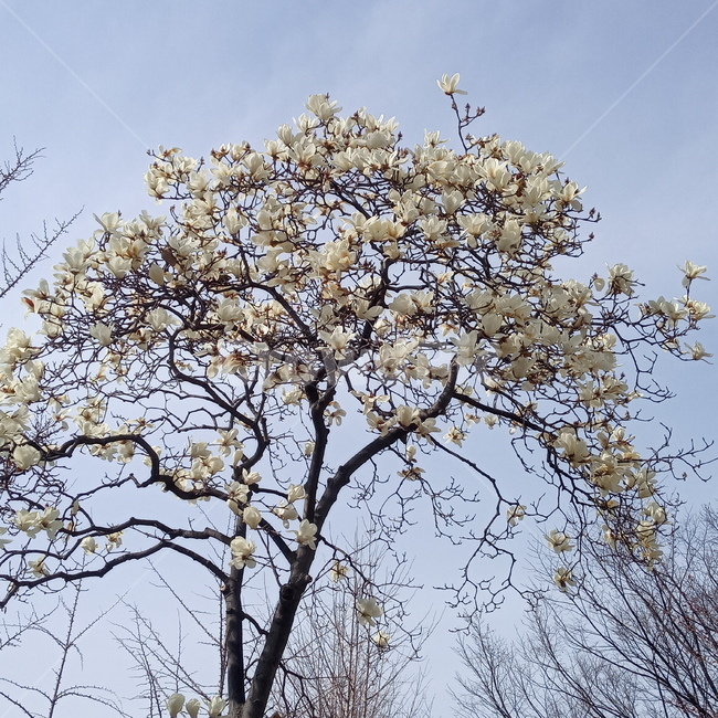 봄,꽃,목련,따뜻함,계절,springseason,자연,plants,nature,flower,빛나는꽃,봄꽃,하늘,sky,봄하늘,tree,나무,plant,식물,꽃나무,blossom