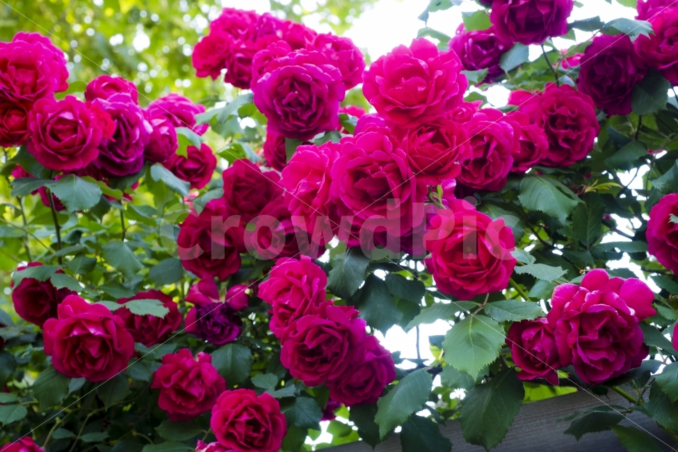 장미,꽃,색감,초여름,roses,식물,자연,plants,nature,꽃,flower