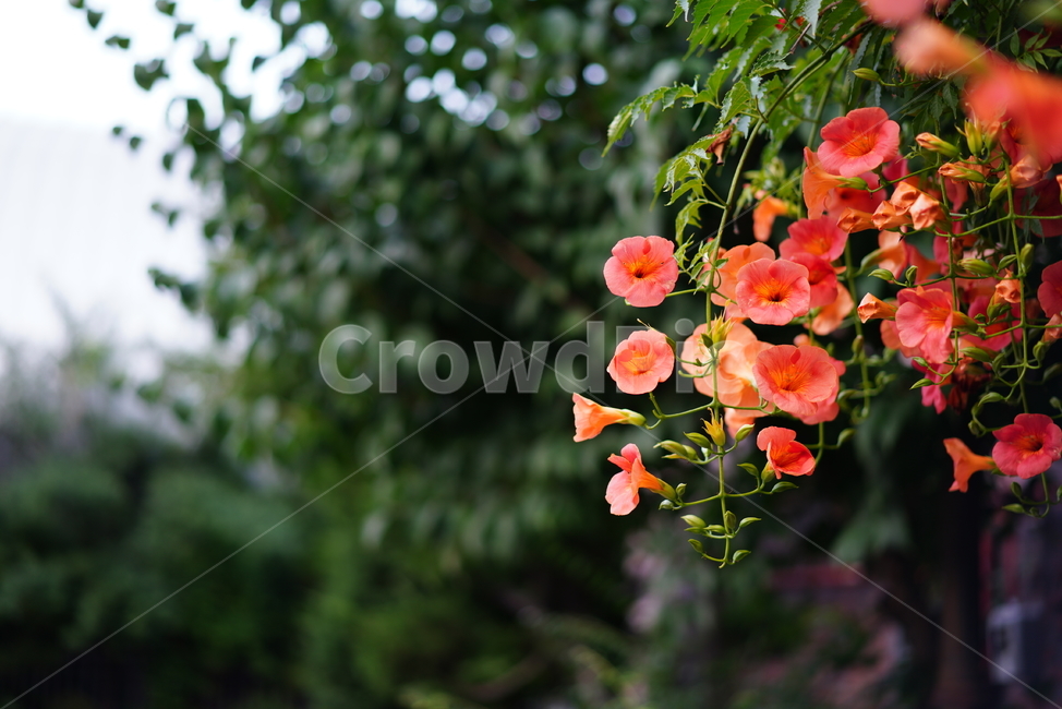 능소화,꽃,플라워,색감,주황,식물,생물,생명,flower,컬러