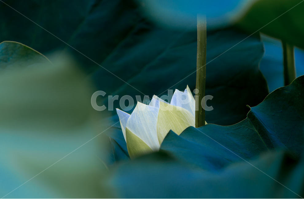 연꽃,연잎,문양,무늬,수줍음,자연,식물,자연,plants,nature,꽃,flower
