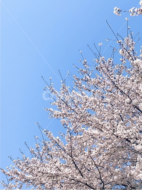 flower,꽃,벚꽃,cherryblossom,blossom