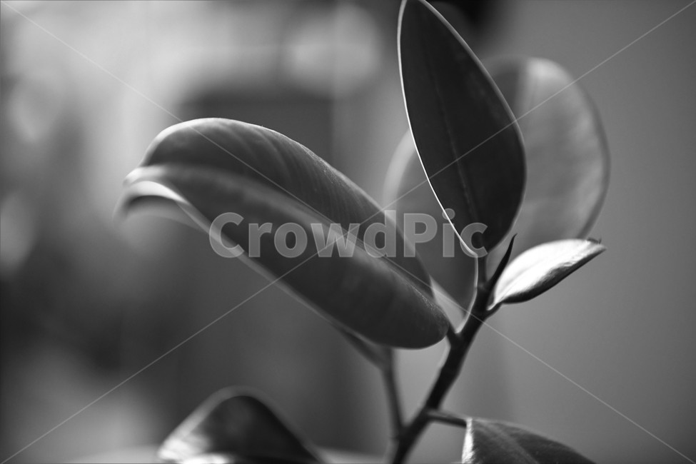 plant,식물,나물,잎,화분,식물,자연,plants,nature,흑백,모노톤,monochrome,black and white
