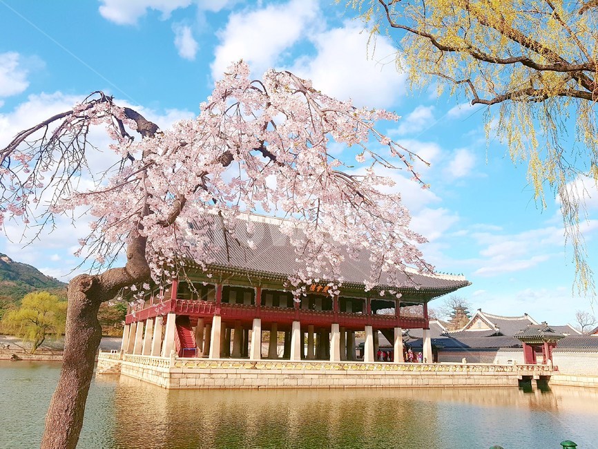 경복궁,꽃,식물,봄,nature,한국랜드마크,봄,계절,spring,season,랜드마크,landmark,tourist attraction,한국랜드마크,한국관광지,한국명소,korea landmark,korea tourist attraction