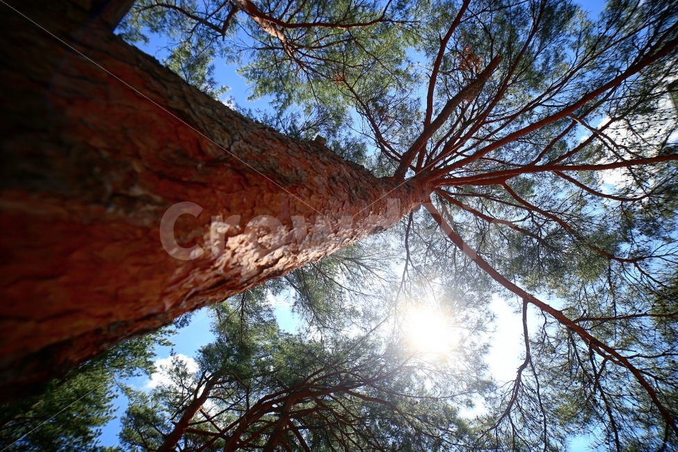 나무,하늘,태양,빛,자연,tree,green,sky,sun,light,nature,blue,구름,여행,travel,휴식,힐링,rest,relaxation,healing,식물,자연,plants,nature