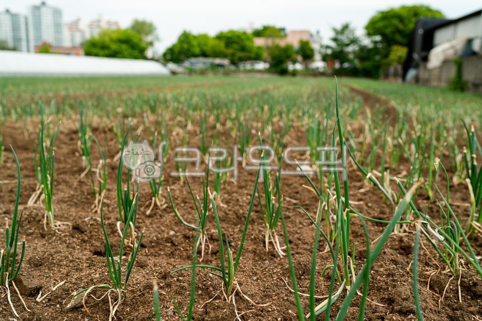 soil, 토양, field, 필드, outdoors, 사진,이미지,일러스트,캘리그라피 - goodlife1126작가