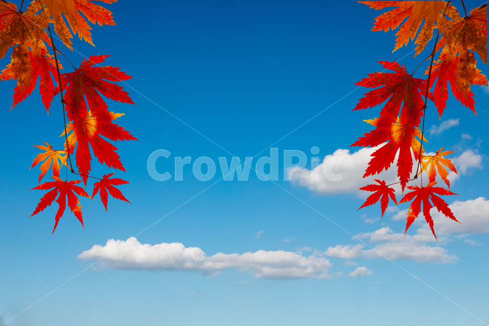 하늘,구름,단풍,가을,배경,합성,가을하늘,가을,계절,fall,autumn,season,plant,식물,leaf,잎,tree,나무,maple leaf,단풍잎