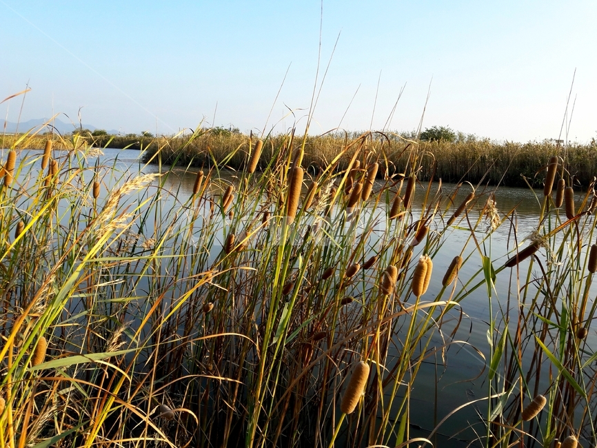 부들,cattail,연못,water,열매,가을,습지,식물,plant,자연,nature,식물,자연,plants,nature