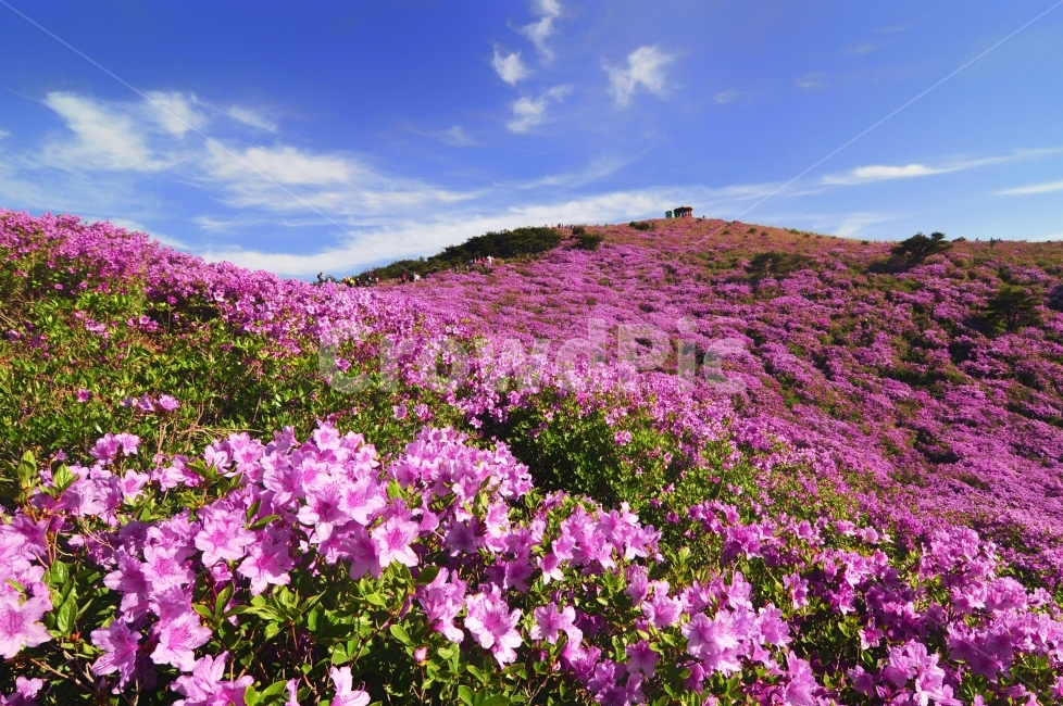 봄,여행,산행,철쭉,황매산,봄,계절,spring,season,자연,풍경,nature,landscape,한국자연풍경,한국자연경관,korea nature landscape,식물,plants,꽃,flower,plant,geranium,제라늄,blossom